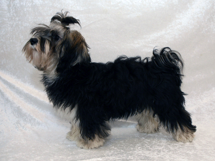 Kennel Miki Nanaoq Laika